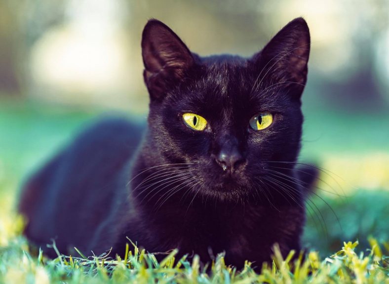 Bombay Kedi