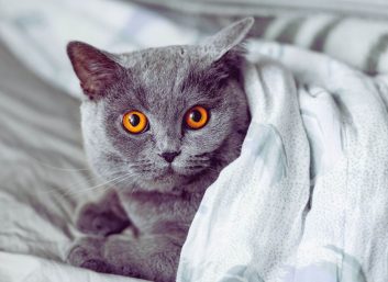 İngiliz Shorthair Eğitimi