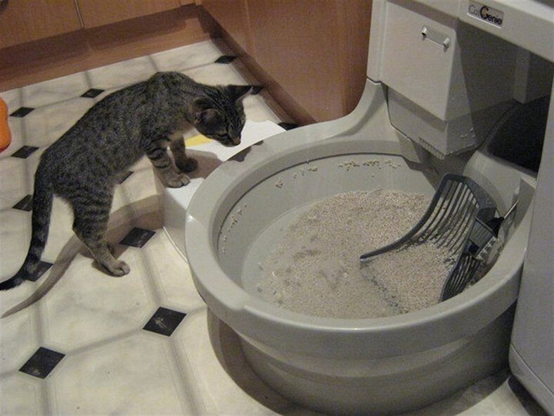catgenie akilli ve otomatik kedi tuvaleti