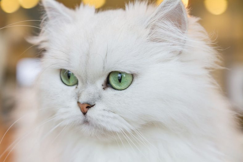 Chinchilla Kedisi Fiziksel Özellikleri