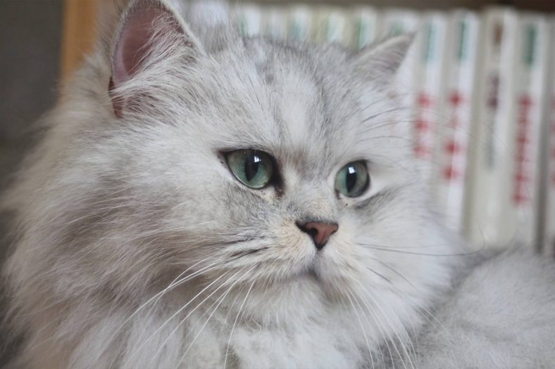 Chinchilla Kedisi Sağlık Durumu