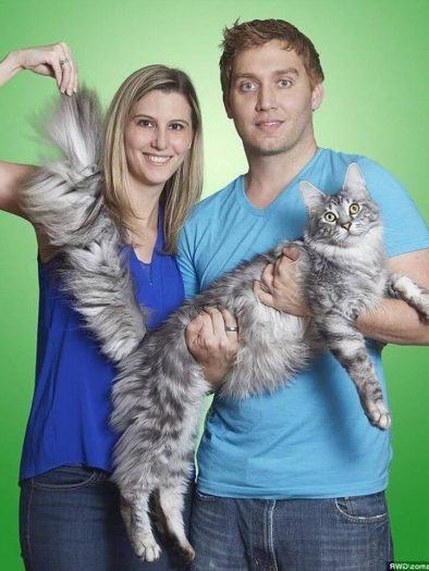 Dünyanın En Uzun Kuyruklu Kedi: Cygnus