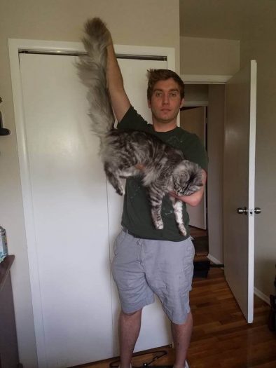En uzun kuyruklu kedi: Cygnus