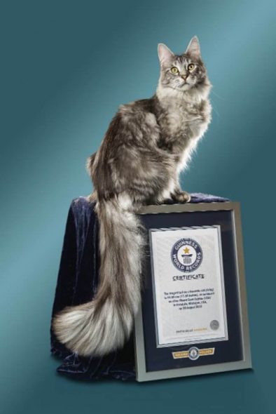 En uzun kuyruklu kedi şampiyonası