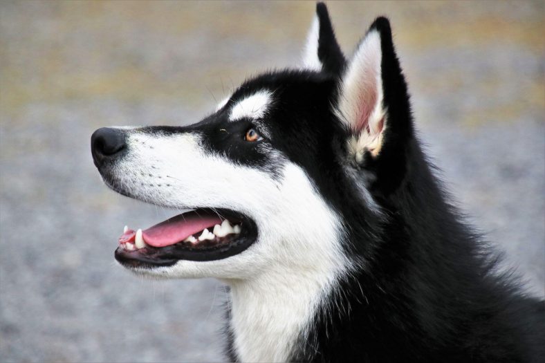 Epilepsili köpek ne kadar yaşıyor?