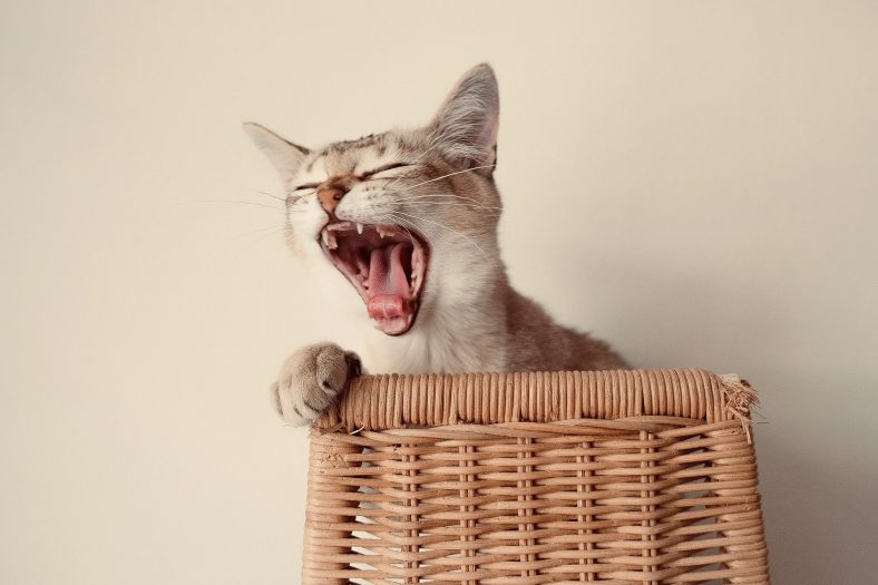 esneyen kedi