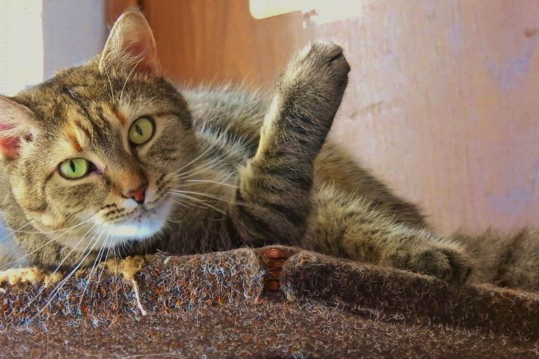 European Shorhair Kedi