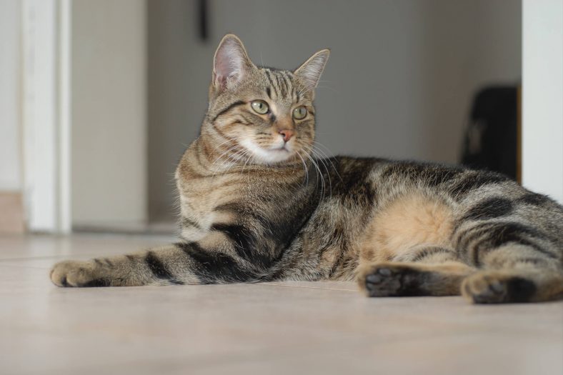 european shorthair 1