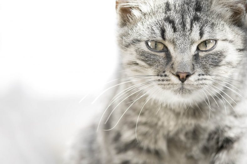 European Shorthair