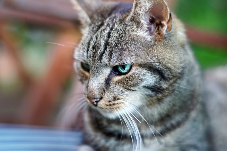 European Shorthair