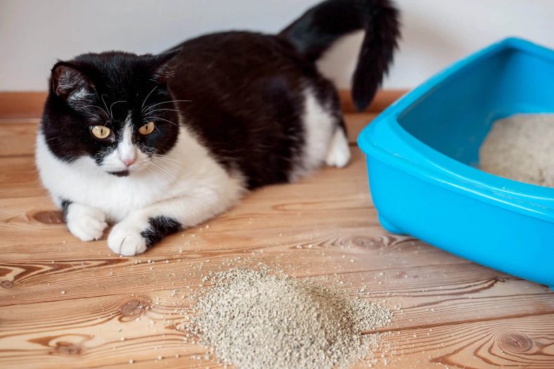 evde kedi kumu yapimi