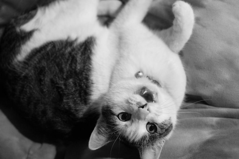 Geceleri Cat Meow
