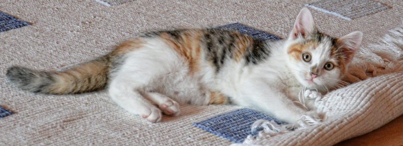 haliyi tirmalayan kedi