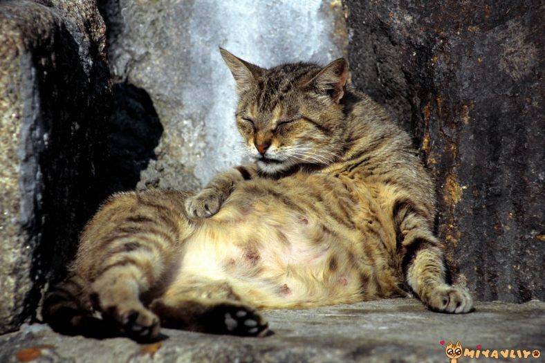 Hamile kedi