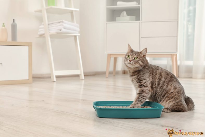 ince tanelerden olusan kedi kumu