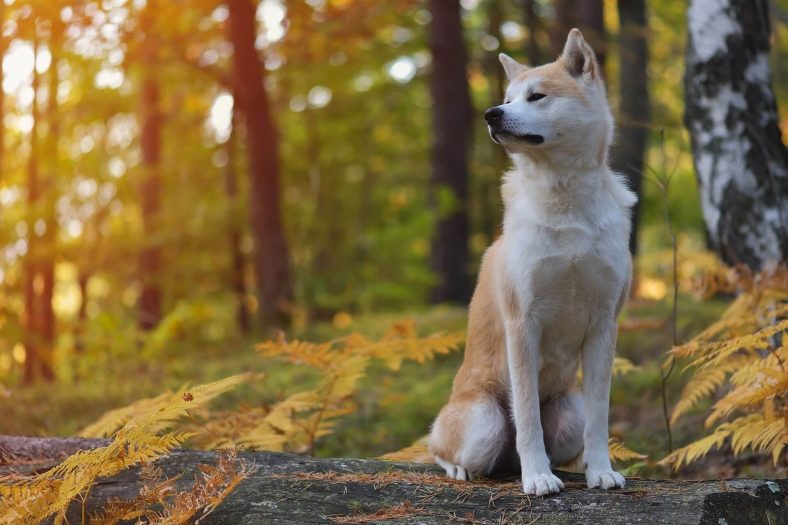 japonca disi ve erkek kopek isimleri