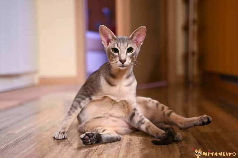 javanese