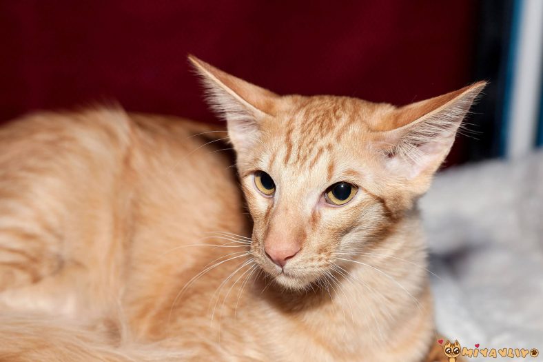 Javanese kedi tipi