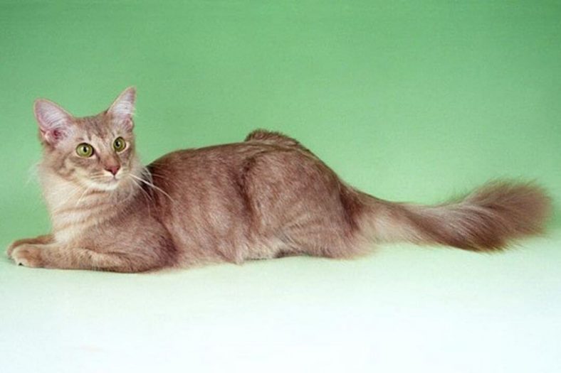 Javanese Kedisi