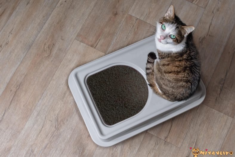 Kalın tanelerden oluşan kedi kumu