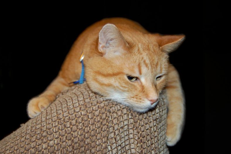 kayip kedi buldum ne yapmaliyim