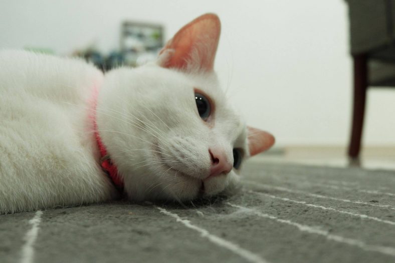 kayip kedi bulma