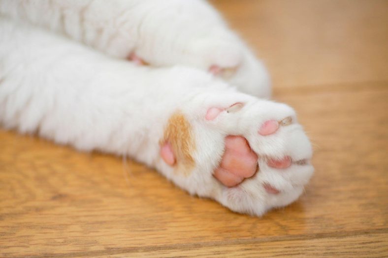 Kedi ayağı
