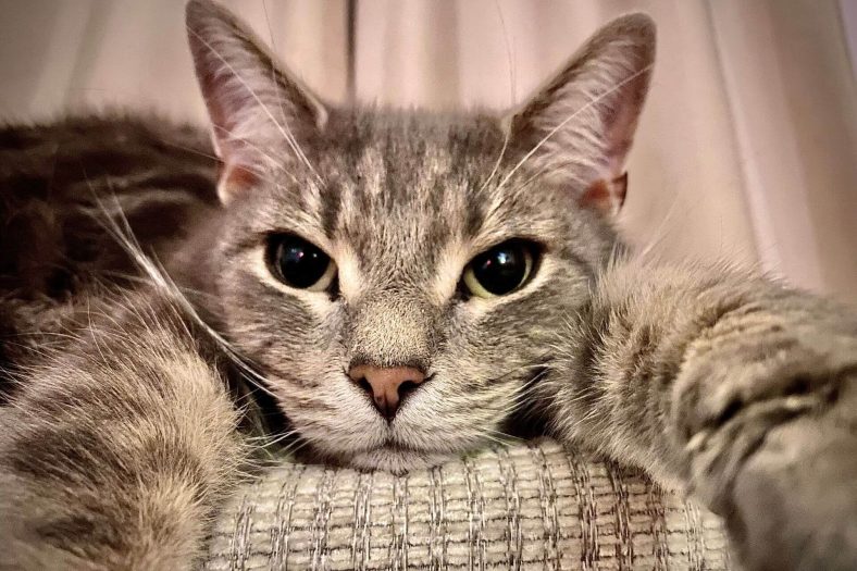 kedi ayagini basamiyor