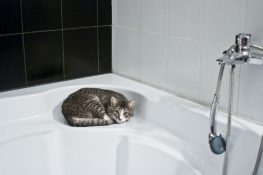 kedi banyo 1