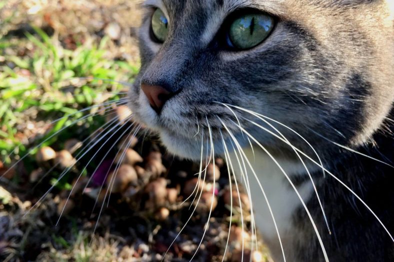 Kedi Meşurlar Ne Yapar?