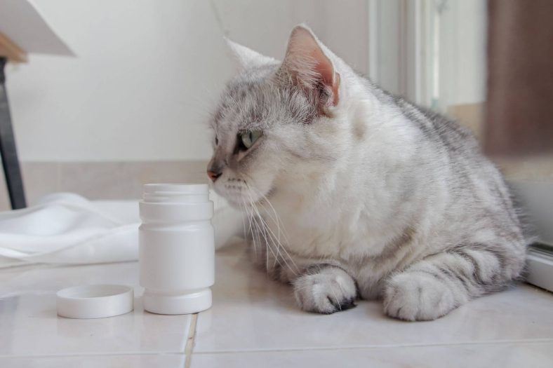 Kedi C vitamini