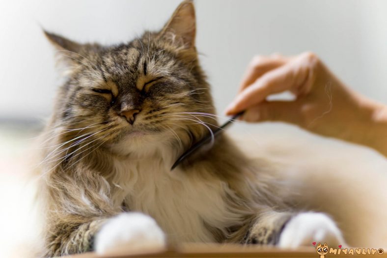 Kedi daha az bakım gerektirir