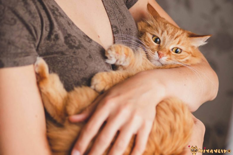kedi en iyi arkadastir