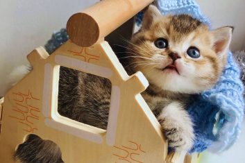 Kedi eve nasıl alışabilirim?