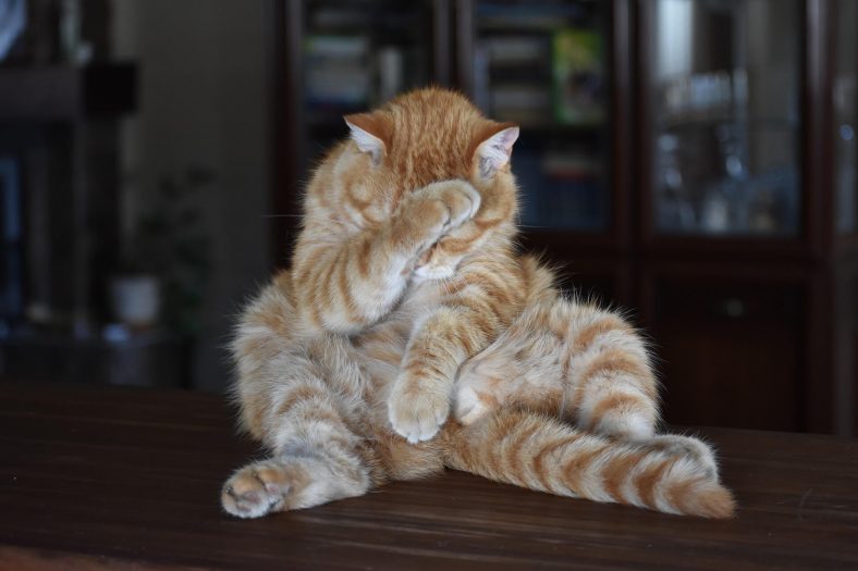 kedi genclik hastaligi