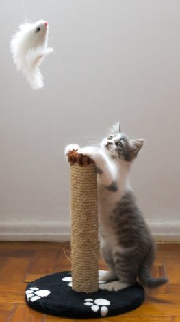 Kedi Halat Kazanma Tahtası ve Toy.jpg
