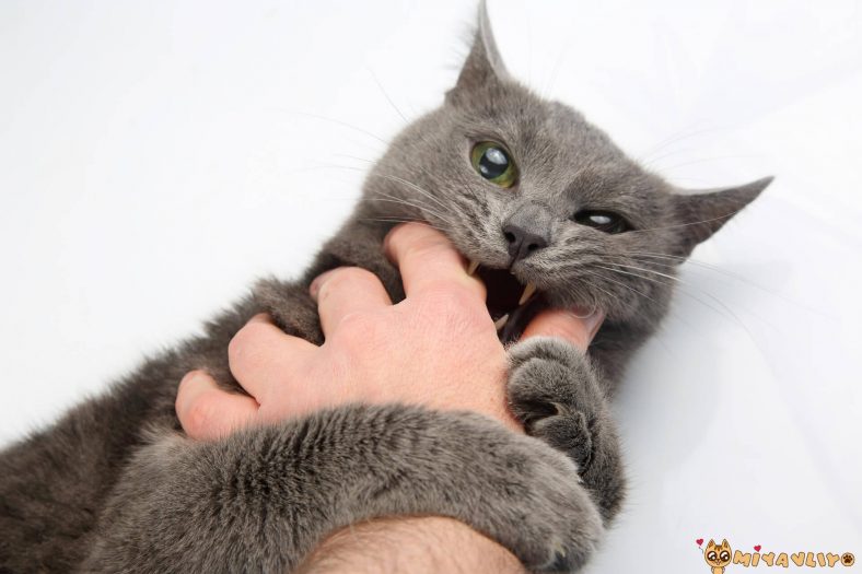 kedi isirmasina cozum