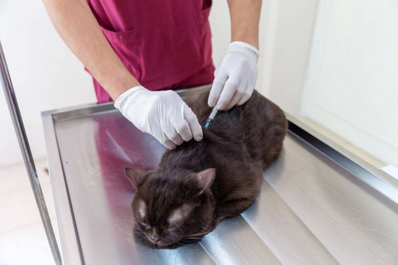 kedi kuduz asisi yan etkisi 1