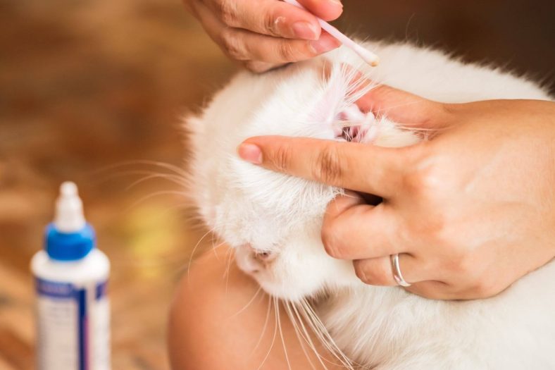 kedi kulak temizleme