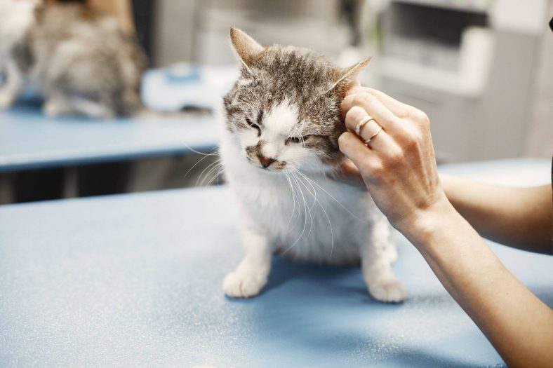Kedi kulak uyuz doğal tedavi