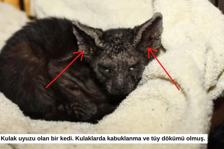 kedi kulak uyuzu ilaci