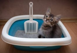 Kedi kumu ne sıklıkla değiştirilmelidir?
