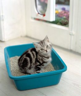kedi kumunun temizligi