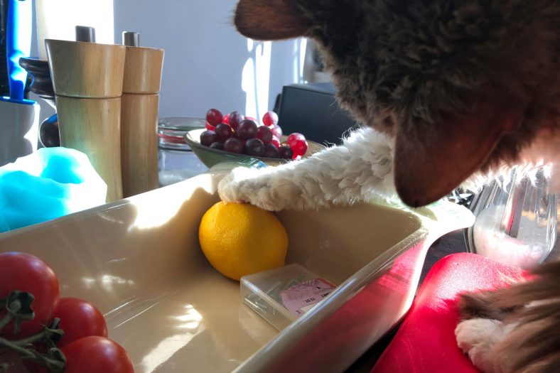 kedi limon sever mi