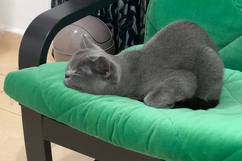 Kedi neden ses çıkarıyor?