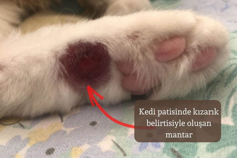 kedi patisinde mantar belirtisi