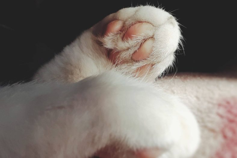 kedi patisinde yara