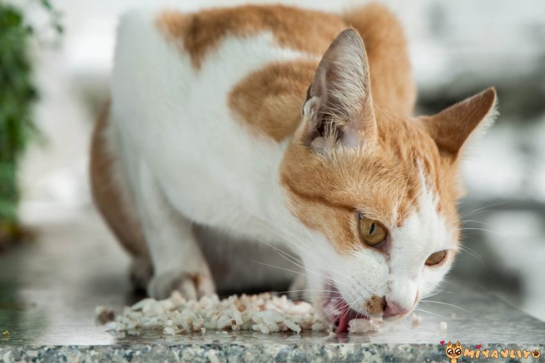 Kedi pirinç