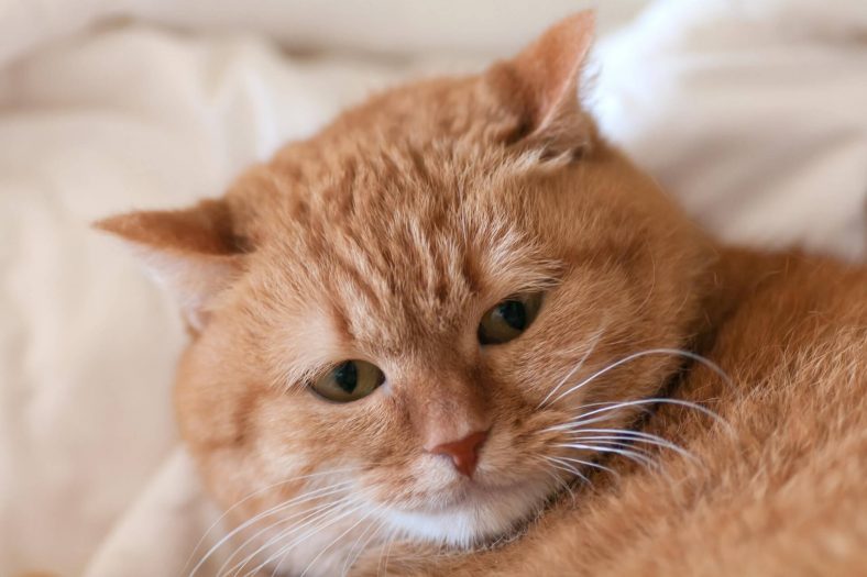 Kedi Psikolojisi Nasıl Doğrulur?
