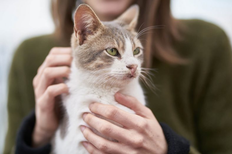 kedi sahiplnemek